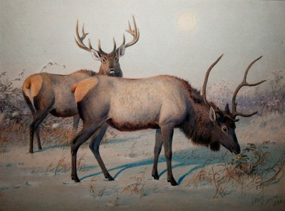 Wapiti by Joseph Wolf